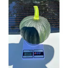 Sementes Ab贸bora Cabotia Hibrida B8a F1 300g Foto mini 2