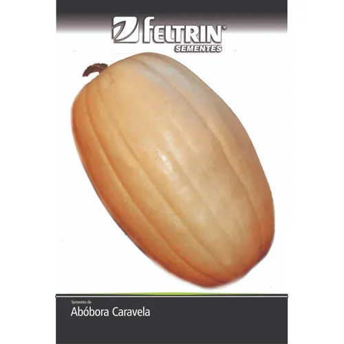 Sementes Ab贸bora Caravela Ester Foto 1