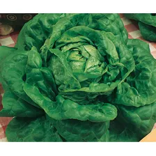 Sementes Alface Manteiga Vit贸ria Santo Antao 50g Foto mini 2