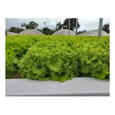 Sementes Alface Moana Crespa - 25.000 Sementes Peletizadas Foto mini  3