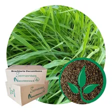 Sementes Brachiaria Brizantha 1kg + 1kg Brachiaria Decumbens Foto mini 2