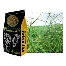 Sementes Brachiaria Brizantha Marandu 100kg Foto mini 4
