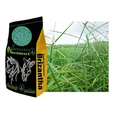 Sementes Brachiaria Brizantha Marandu 20kg Incrustada Foto mini 4