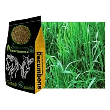 Sementes Brachiaria Decumbens 20kg Resistente A Seca Foto mini 1