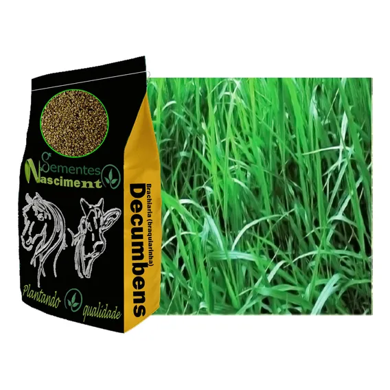 Sementes Brachiaria Decumbens 20kg Resistente A Seca Foto 1