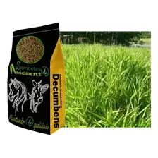 Sementes Brachiaria Decumbens 20kg Resistente A Seca Foto mini 3