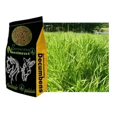 Sementes Brachiaria Decumbens 20kg Resistente A Seca Foto mini 3