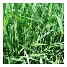 Sementes Brachiaria Decumbens - 5kg Foto  mini 1