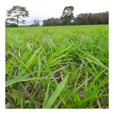 Sementes Brachiaria Decumbens - 5kg Foto mini  3