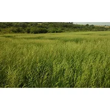 Sementes Brachiária HumidÃcola - Caixa 1,0 Kg (revestida) Foto mini 2