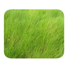 Sementes Brachiária Humidícola - Caixa Com 1,0 Kg (72%vc) Foto mini  2