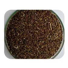 Sementes Brachiária Humidícola - Caixa Com 1,0 Kg (72%vc) Foto  mini 1