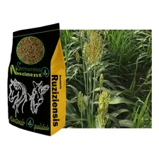 Sementes Brachiaria Ruziziense 20kg - Brasil Foto mini  3