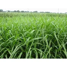 Sementes Braquiarao Piatã 20kg - Safra Nova Foto mini 1