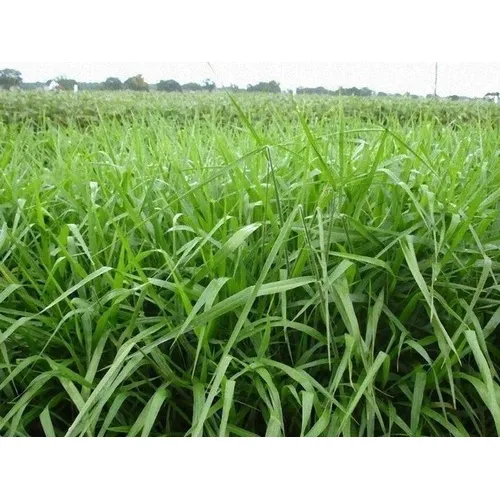 Sementes Braquiarao Piatã 20kg - Safra Nova Foto 1