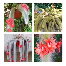 Sementes Cacto Cauda De Macaco Cleistocactus Winteri P/ Muda Foto mini 2