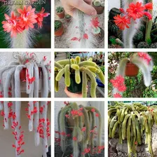 Sementes Cacto Cauda De Macaco Cleistocactus Winteri P/ Muda Foto mini 3