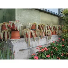 Sementes Cacto Cauda De Macaco Cleistocactus Winteri P/ Muda Foto mini 4