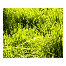 Sementes Capim Brs Tamani / Panicum Maximum 5kg Foto mini  3