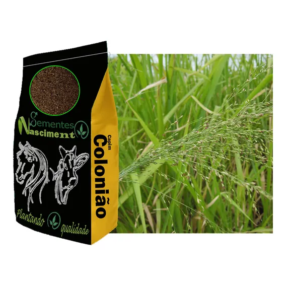 Sementes Capim Colonião 20kg - Resistente A Seca. Foto 1