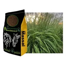Sementes Capim Massai 5kg + 5kg De Capim Tanzania Foto mini 3