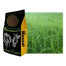 Sementes Capim Massai 5kg + 5kg De Capim Tanzania Foto mini 1