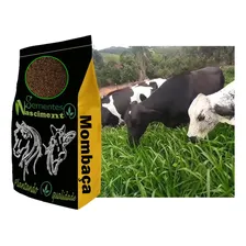 Sementes Capim Mombaça 10kg Para Vacas De Leite E Engorda Foto mini 1