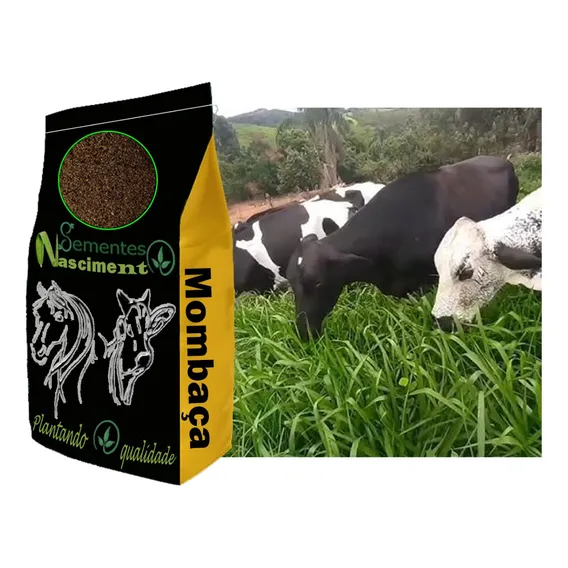 Sementes Capim Mombaça 10kg Para Vacas De Leite E Engorda Foto 1