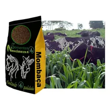Sementes Capim Mombaça 20kg Alta Pureza E Germinação Vc76 Foto mini 2