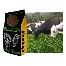 Sementes Capim Mombaça 20kg Alta Pureza E Germinação Vc76 Foto mini 4