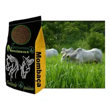 Sementes Capim Mombaça 20kg Vc48 - Imediato Foto  mini 1