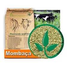 Sementes Capim Mombaça 5kg Panicum Maximum Vc48 Foto mini 2