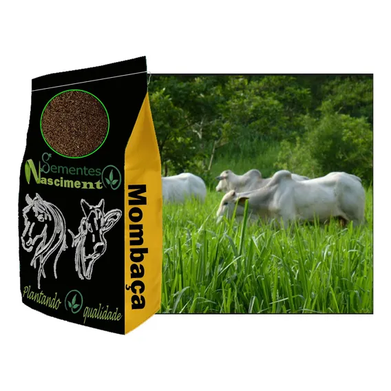 Sementes Capim Mombaça 5kg Panicum Maximum Vc48 Foto 1
