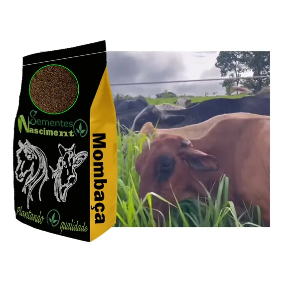 Sementes Capim Mombaça Pacote 5kg - Rendimento 3 Mil M Foto 1