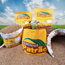 Sementes Capim Panicum Aruana Incrustada - 20 Kg Foto mini 1
