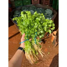 Sementes Coentro Verdão Sakata 500g Foto mini  2