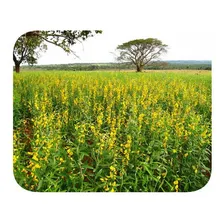 Sementes Crotalária Juncea - Caixa Com 3,0 Kg Foto mini  2