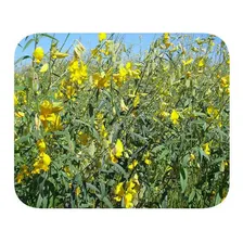 Sementes Crotalária Juncea - Caixa Com 3,0 Kg Foto mini  3