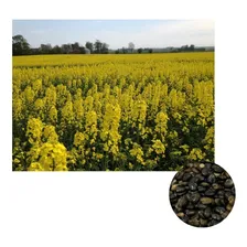 Sementes Crotalaria Spectabilis + Feijão Guandu 250g De Cad Foto  mini 1