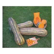 Sementes Da Ab贸bora Menina Rajada Seca Gigante 100 Sementes Foto mini 2