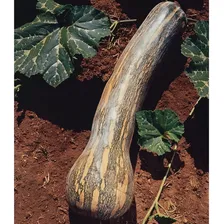 Sementes Da Ab贸bora Menina Rajada Seca Gigante 100 Sementes Foto mini 3