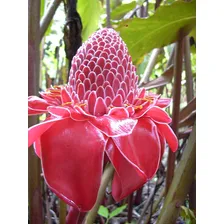 Sementes De Bastão Do Imperador Vermelho Panc Flor Etlingera Foto mini 2