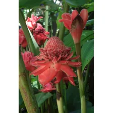 Sementes De Bastão Do Imperador Vermelho Panc Flor Etlingera Foto mini 4