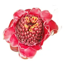 Sementes De Bastão Do Imperador Vermelho Panc Flor Etlingera Foto mini 1