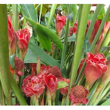 Sementes De Bastão Do Imperador Vermelho Panc Flor Etlingera Foto mini 3
