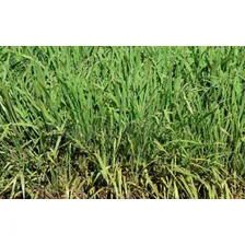 Sementes De Brachiaria Ruziziense 5kg Para Pastagem Foto mini 4