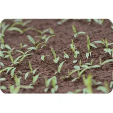 Sementes De Brachiaria Ruziziense 5kg Para Pastagem Foto mini  3