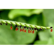 Sementes De Brachiaria Ruziziense 5kg Para Pastagem Foto mini  2