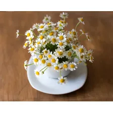 Sementes De Camomila Topseed Garden 100mg Ervas Chá Flores Foto mini  3
