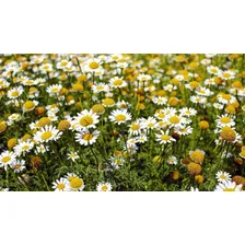 Sementes De Camomila Topseed Garden 100mg Ervas Chá Flores Foto mini 4